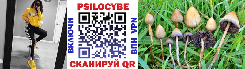 Псилоцибиновые грибы Psilocybe Купить где Гудермес